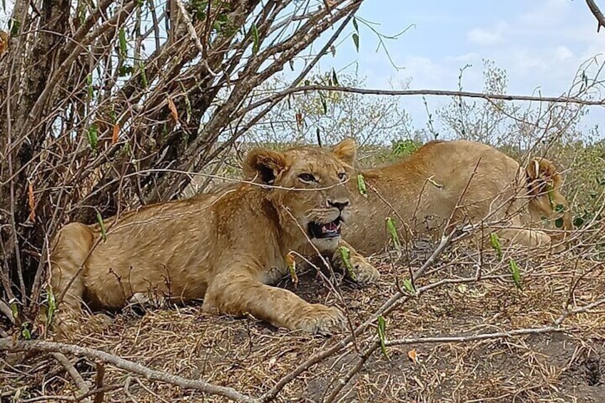 Sighting Lion cubs 2