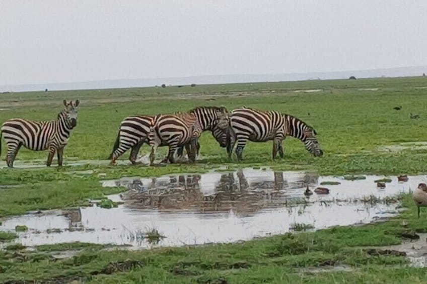 Plains zebras of Nairobi 5