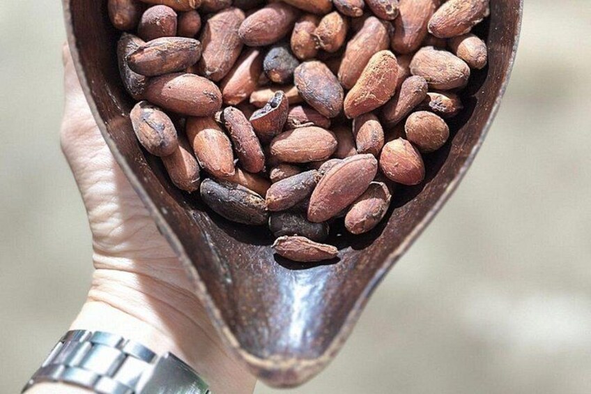 Una mano sosteniendo una cuchara de madera llena de frijoles marrones. 3