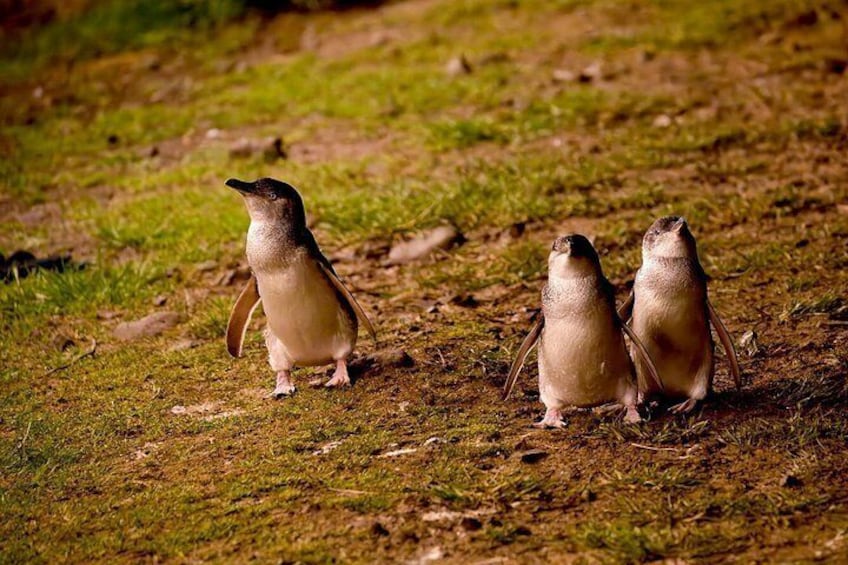 Phillip Island Penguins and Moonlit Sanctuary Private Day Tour 4