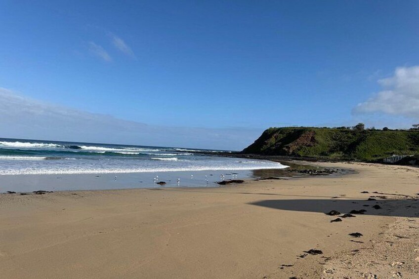 Phillip Island Penguins and Moonlit Sanctuary Private Day Tour 2