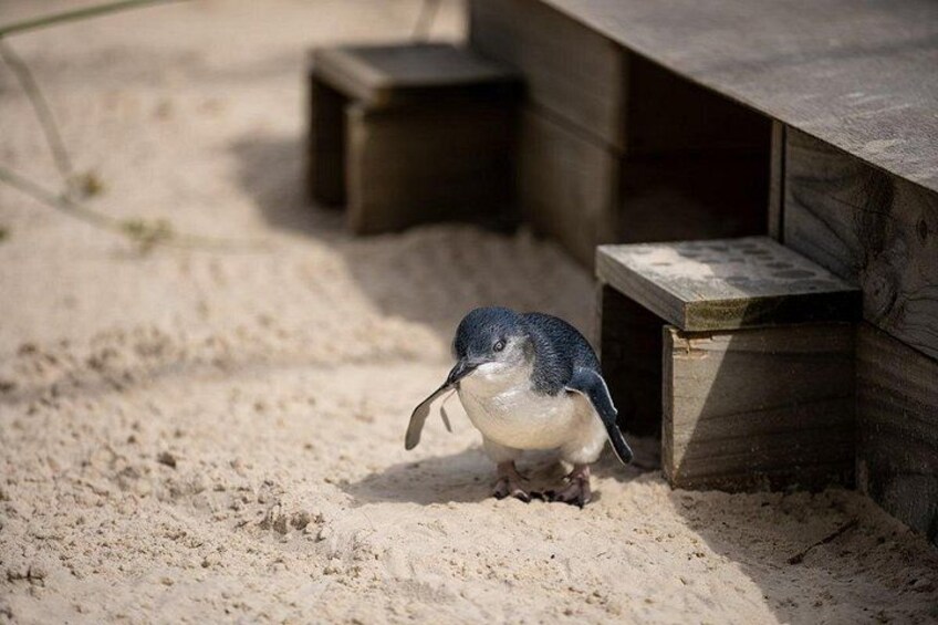 Phillip Island Penguins and Moonlit Sanctuary Private Day Tour 2