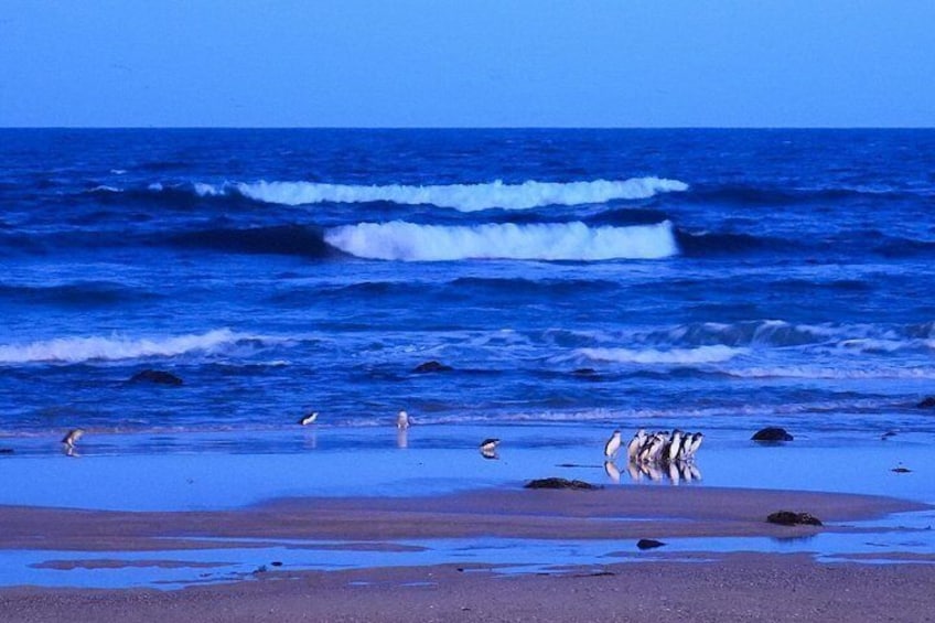 Phillip Island Penguins and Moonlit Sanctuary Private Day Tour 5