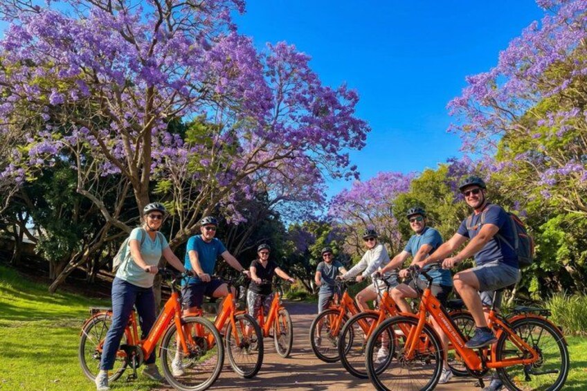 A group of cyclists on a paved path surrounded by purple flowering trees. 1