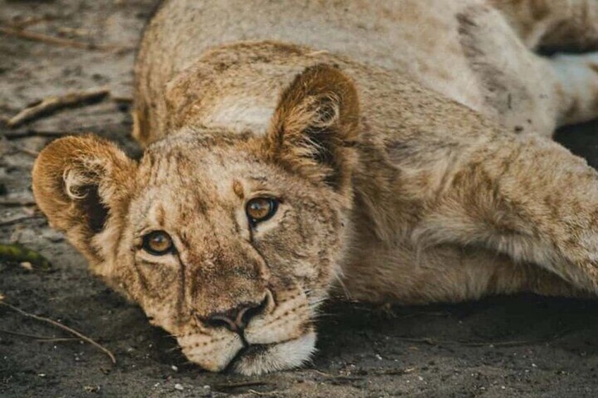 A lion lying on the ground. 5