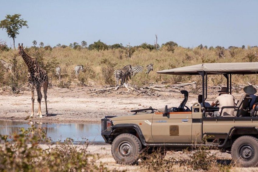 A safari vehicle with passengers, a giraffe, zebras, and an ostrich near a waterhole in a savannah landscape. 2