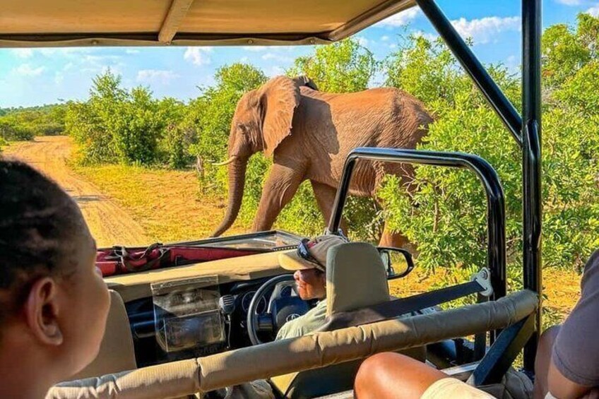 Chobe Full Day Trip from Victoria Falls 3