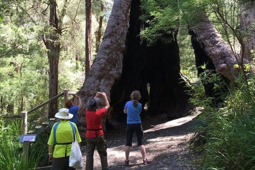 People observing a large tree in a forested area. 3