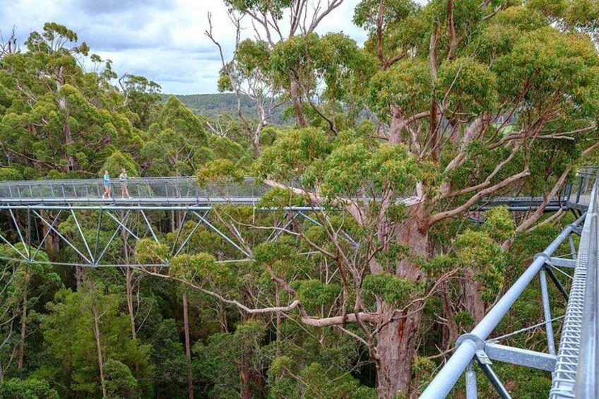 A steel bridge with pedestrians walking across it, surrounded by dense eucalyptus trees. 2
