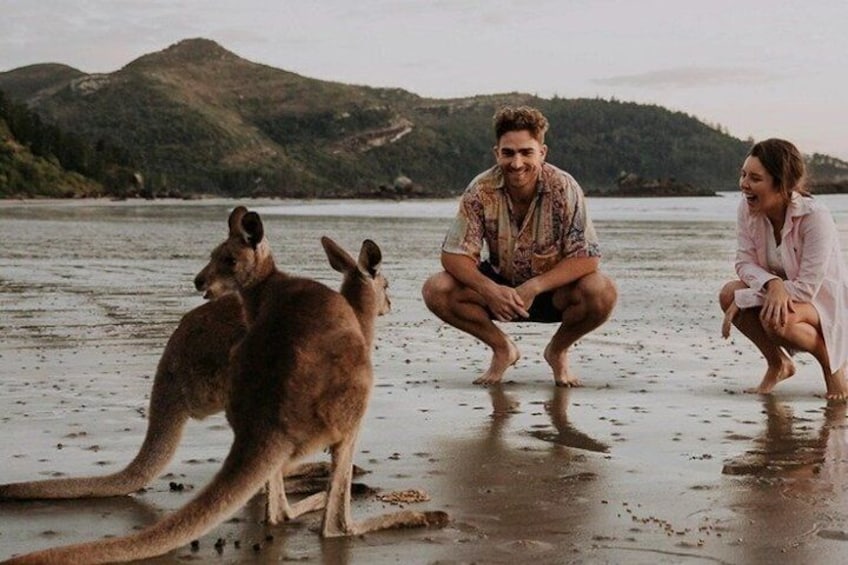 Airlie Beach: Kangaroos on the Beach at Sunrise Eco Wildlife Tour 1