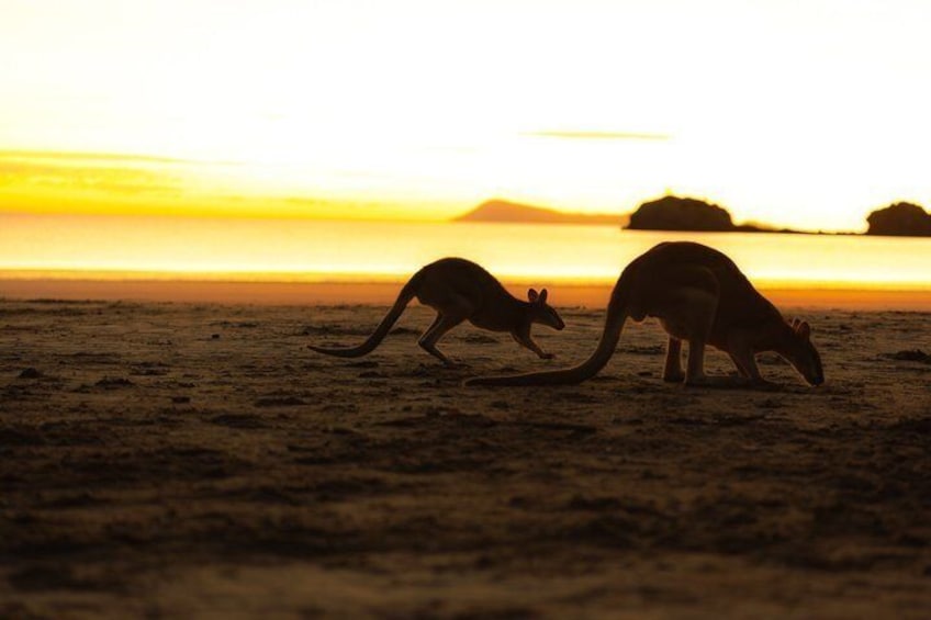 Dos canguros en una playa al atardecer, con cielo despejado y formas de tierra lejana. 5