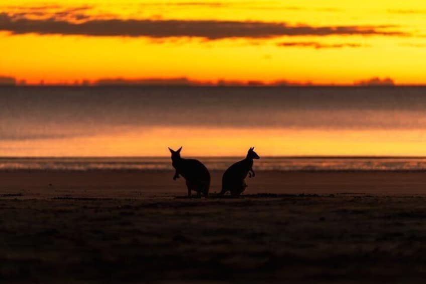 Dos canguros en una playa al atardecer. 4