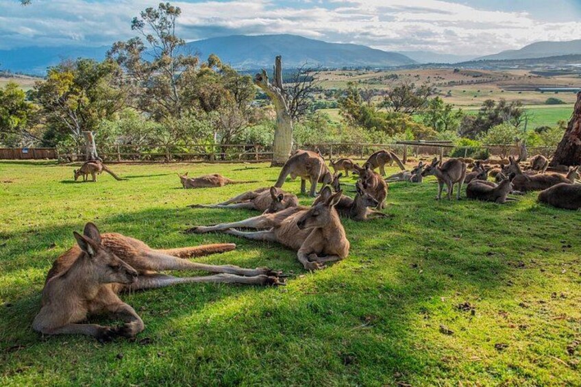 4 Day Bundle - Hobart, Port Arthur, Bruny, Hastings and Tahune 3