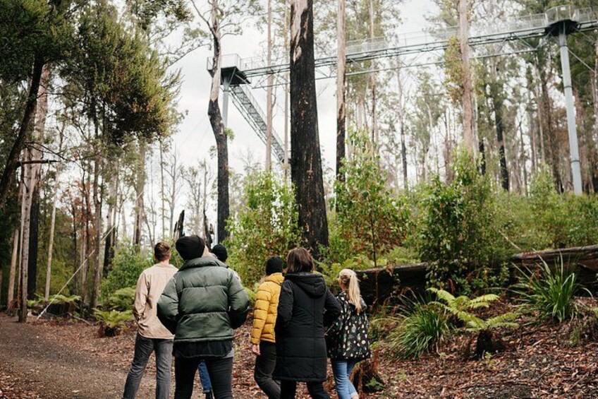 4 Day Bundle - Hobart, Port Arthur, Bruny, Hastings and Tahune 4