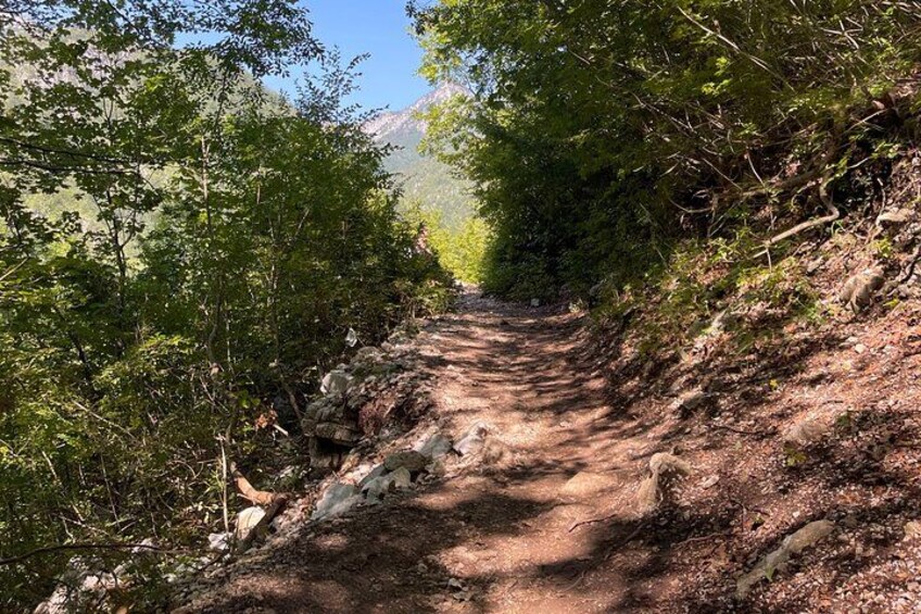 A forested hiking trail with a rocky path and dense foliage. 5