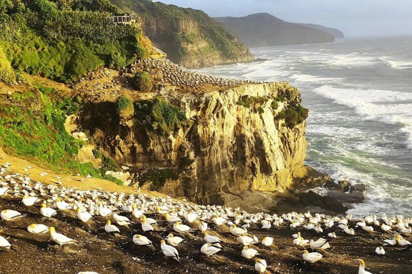 12 Day New Zealand Private Tour from Auckland to Queenstown 1