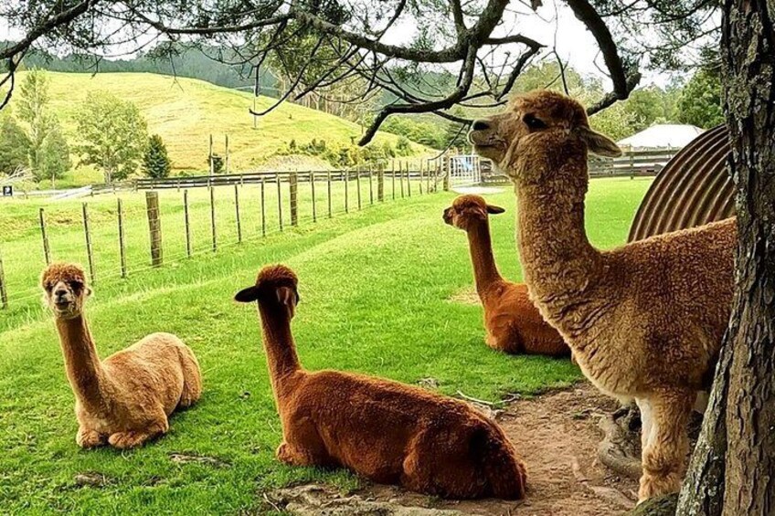 12 Day New Zealand Private Tour from Auckland to Queenstown 3