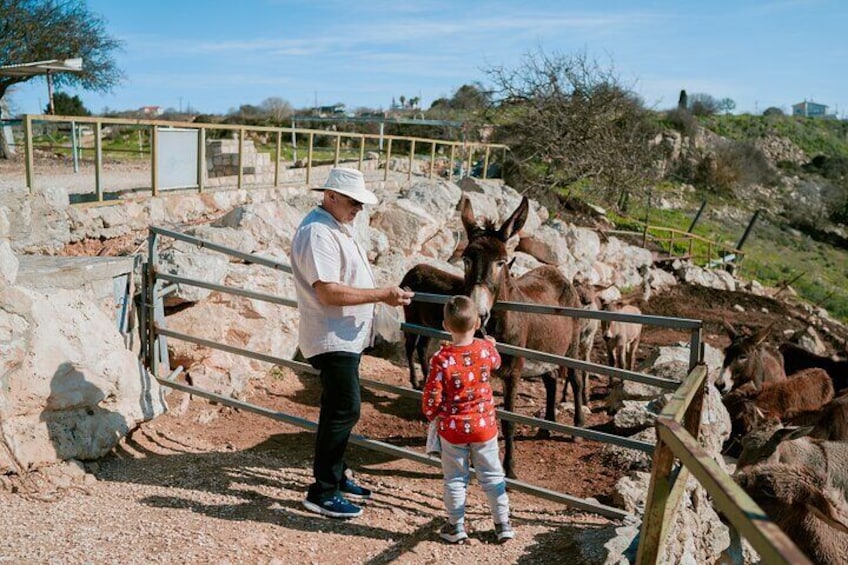 Feeding the donkeys — a fun and heartwarming experience for the whole family. 5