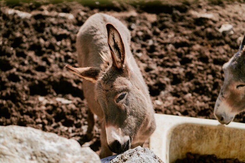 Un burro de pie en un terreno polvoriento con rocas y una estructura de concreto. 2