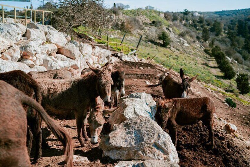 Meet the friendly donkeys — icons of Cyprus’ rural life and heritage. 4