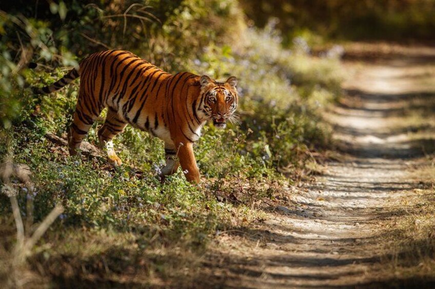 A tiger walking on a dirt path surrounded by greenery. 1