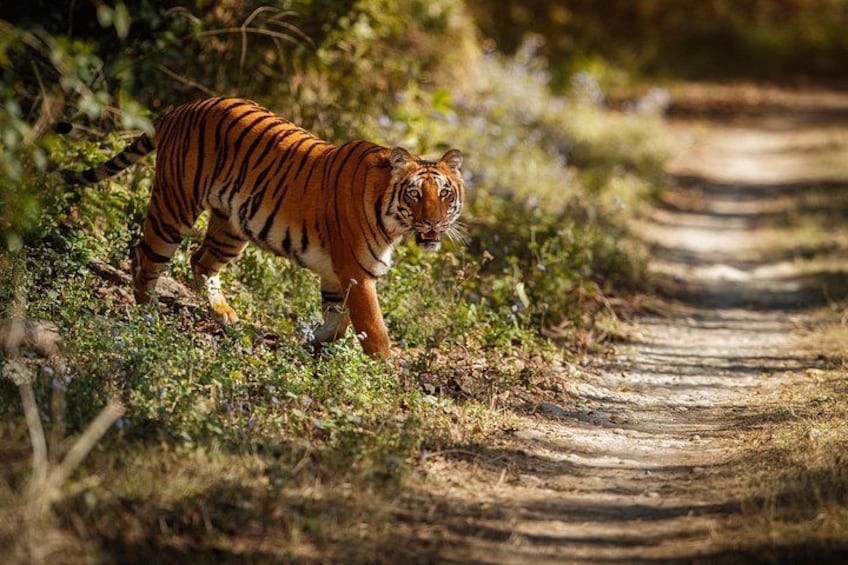 A tiger walking on a dirt path surrounded by greenery. 1