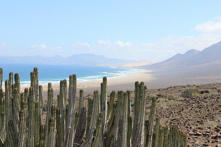 A desert landscape with tall cacti, a beach, and distant mountains. 4
