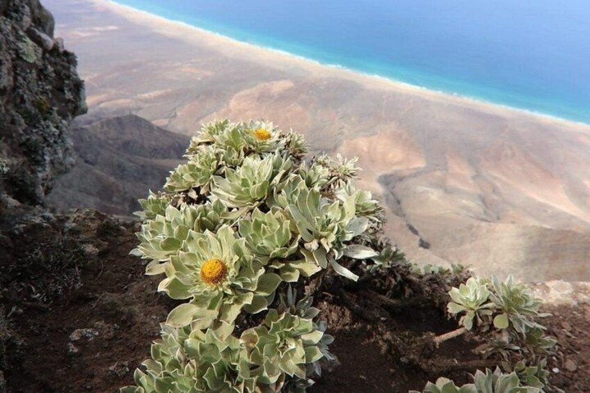 A succulent plant with yellow flowers on a rocky terrain with a view of a beach and mountains in the background. 3
