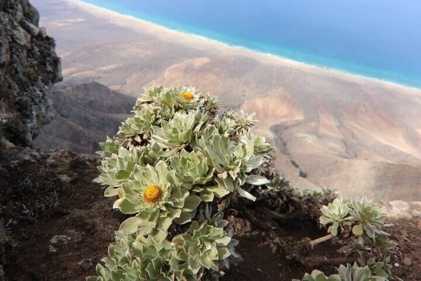 A succulent plant with yellow flowers on a rocky terrain overlooking a desert landscape. 2