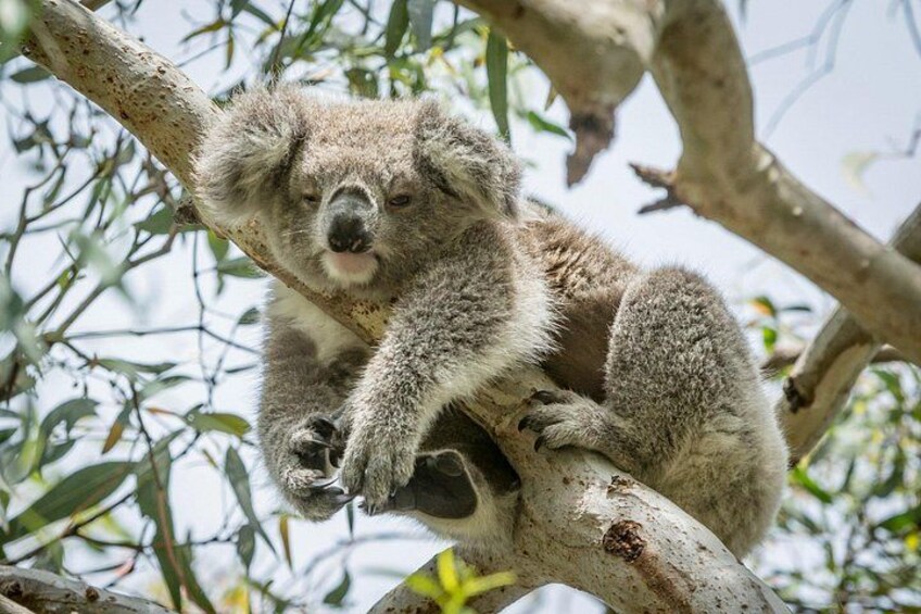 Great Ocean Road and 12 Apostles Tour 3
