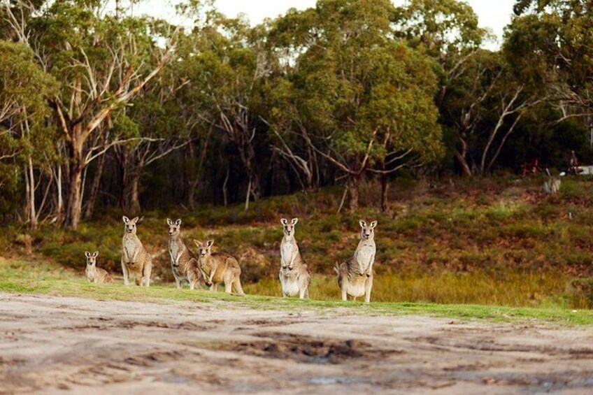 Great Ocean Road and 12 Apostles Tour 4