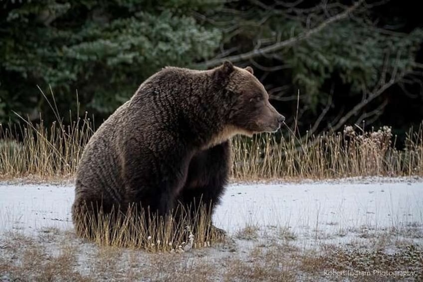 A bear sitting on a snow-covered ground with grass and trees in the background. 2
