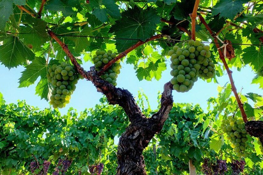 Etna Wine Tasting Tour with Lunch and Local Delicacies 3