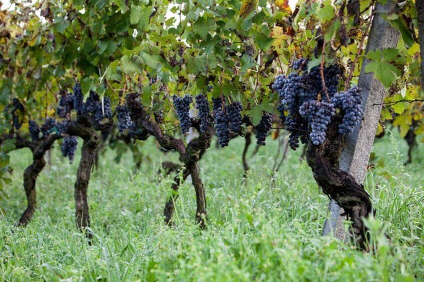 Etna Wine Tasting Tour with Lunch and Local Delicacies 4