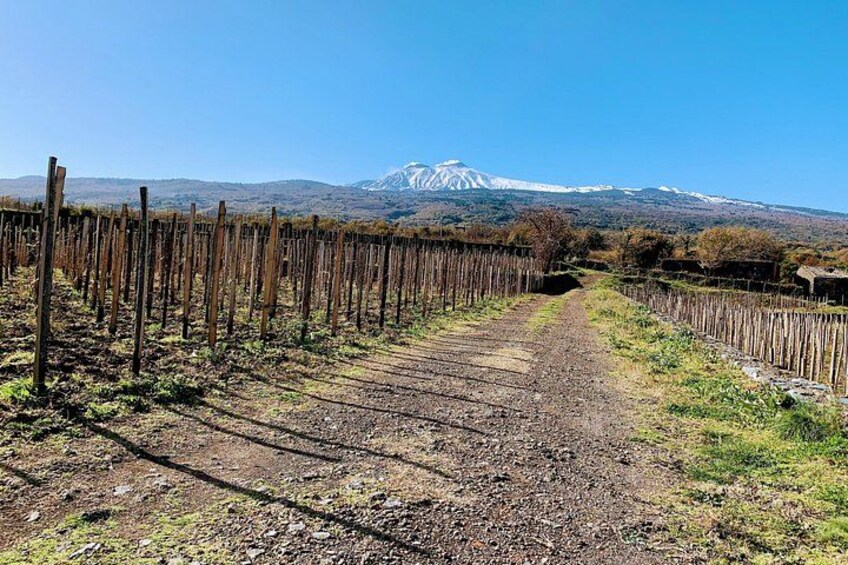 Etna Wine Tasting Tour with Lunch and Local Delicacies 2