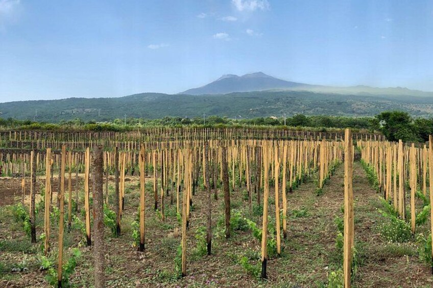 A vineyard with rows of grapevines. 1