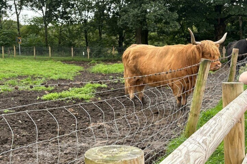 Una vaca marrón de pie detrás de una cerca de alambre en un campo cubierto de hierba. 1
