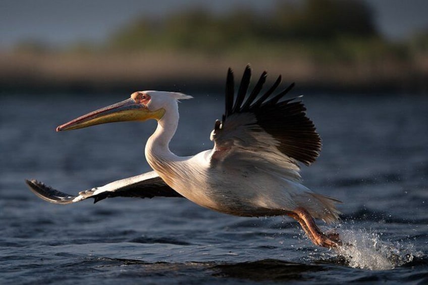 A pelican in mid-flight over water. 1