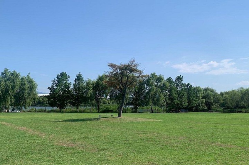 Un champ herbeux avec un seul arbre au centre, entouré d’une clôture et bordé d’arbres en arrière-plan. 2
