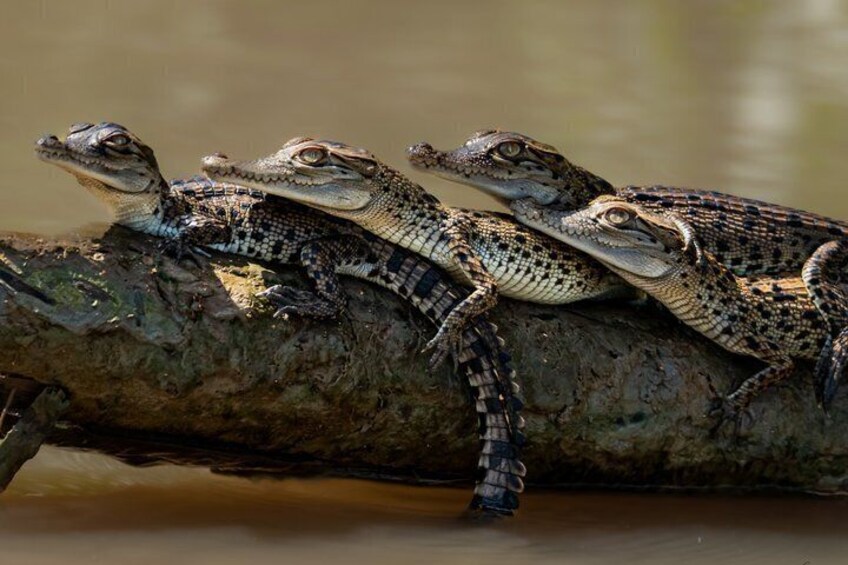 Darwin: Jumping Crocodiles & Land-based Barramundi Fishing 3