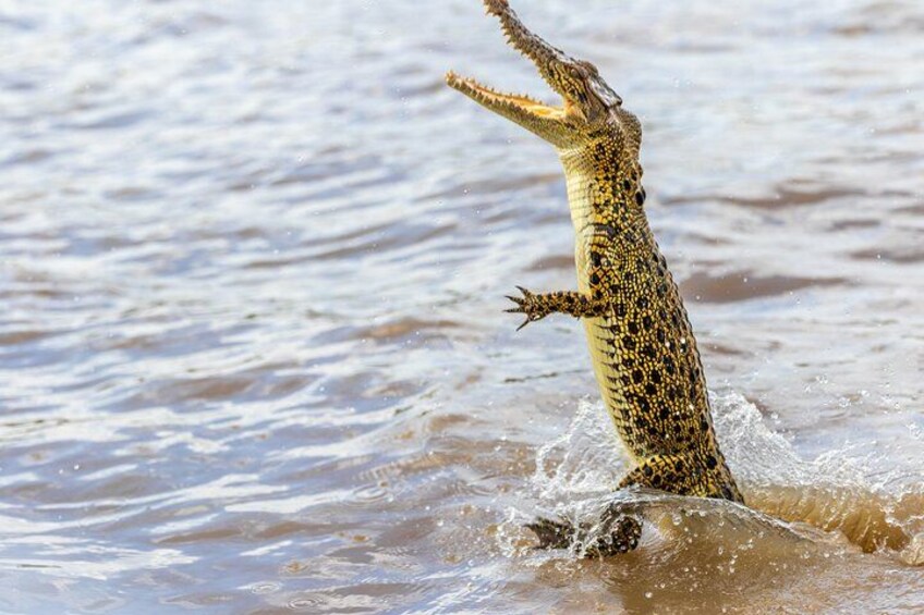 Darwin: Jumping Crocodiles & Land-based Barramundi Fishing 2