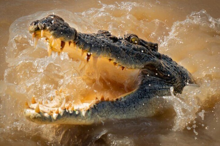 A crocodile partially submerged in water. 1