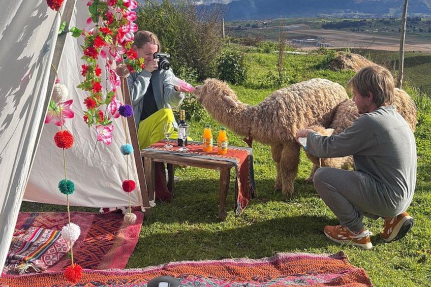 A tent with colorful decorations, a table with drinks, and a person interacting with a llama. 2