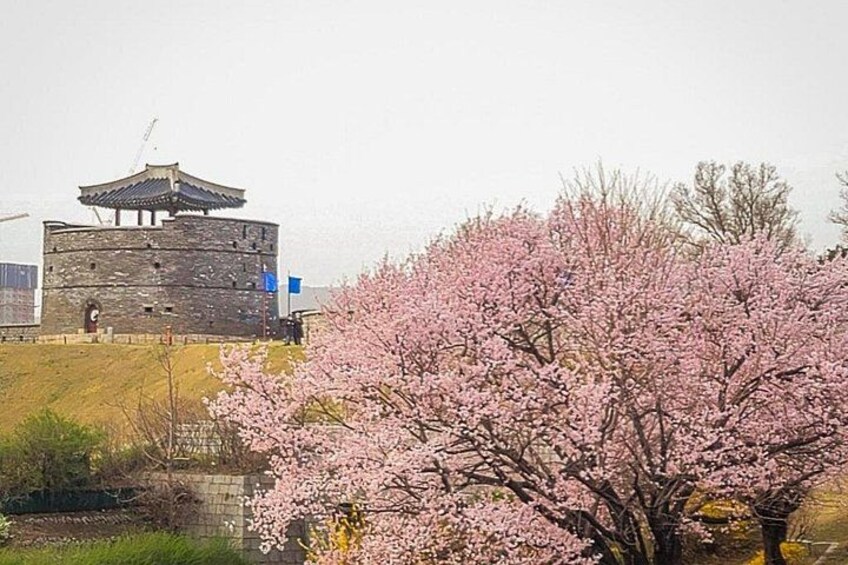 Suwon Fortress and Palace Walk with Optional Food Experience 2