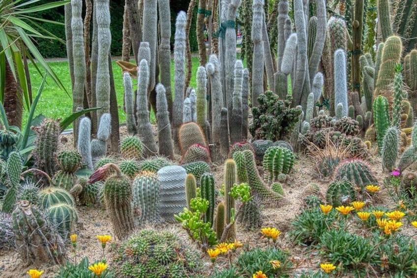 A variety of cacti and succulents in a garden. 1