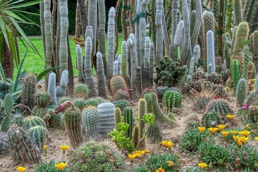 Diversas especies de cactus y suculentas en un jardín. 1