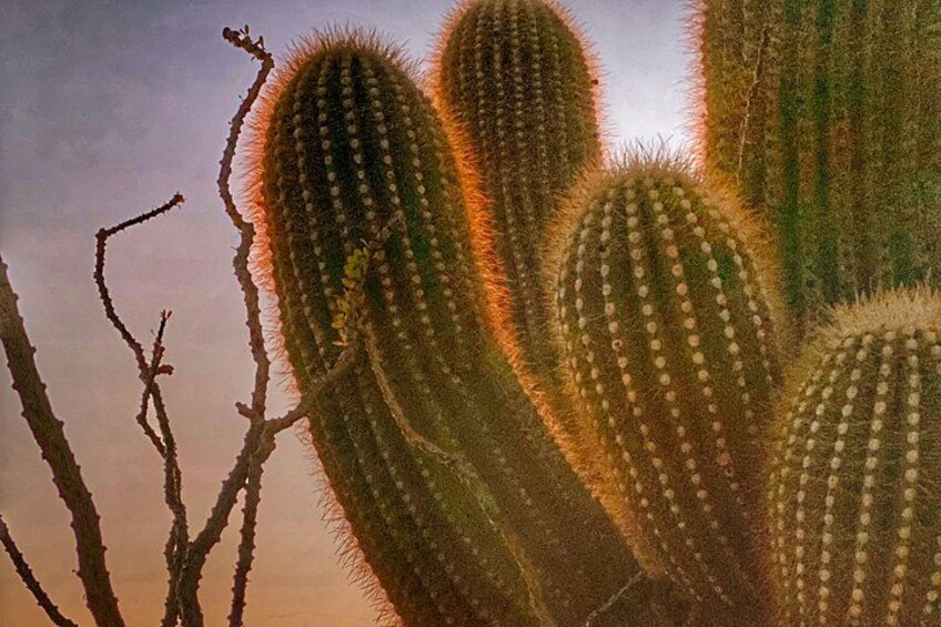 Paisaje desértico con cactus gigantes y vegetación escasa. 3