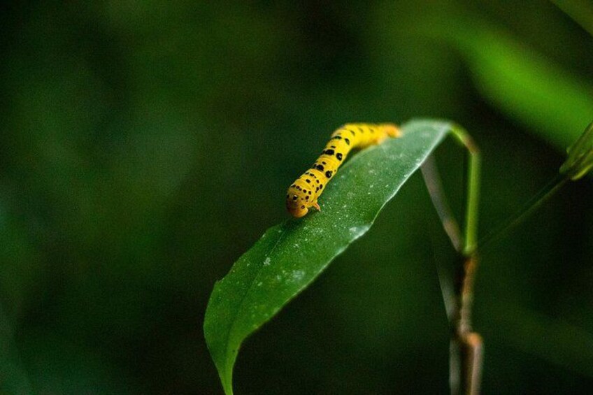 Una oruga amarilla sobre una hoja verde. 2