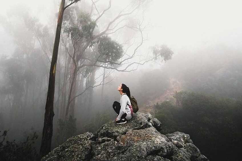 A person sitting on a rock in a foggy forest. 2