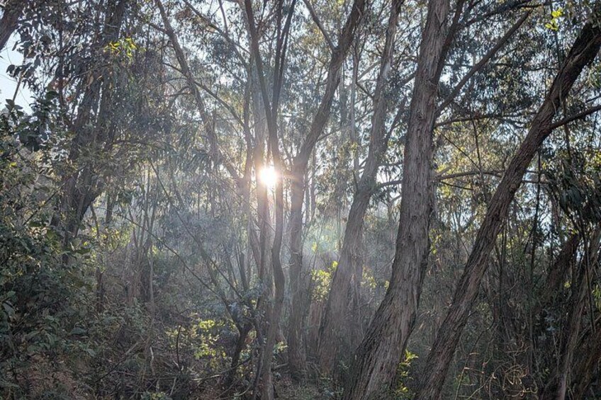 A dense forest with sunlight filtering through the trees. 4